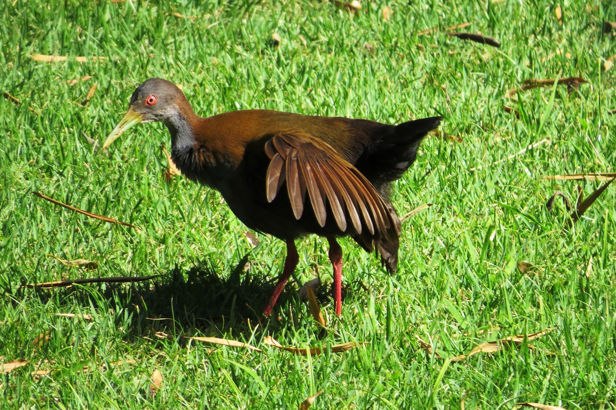 Slaty-breasted Wood-Rail - André Tostes Tostes