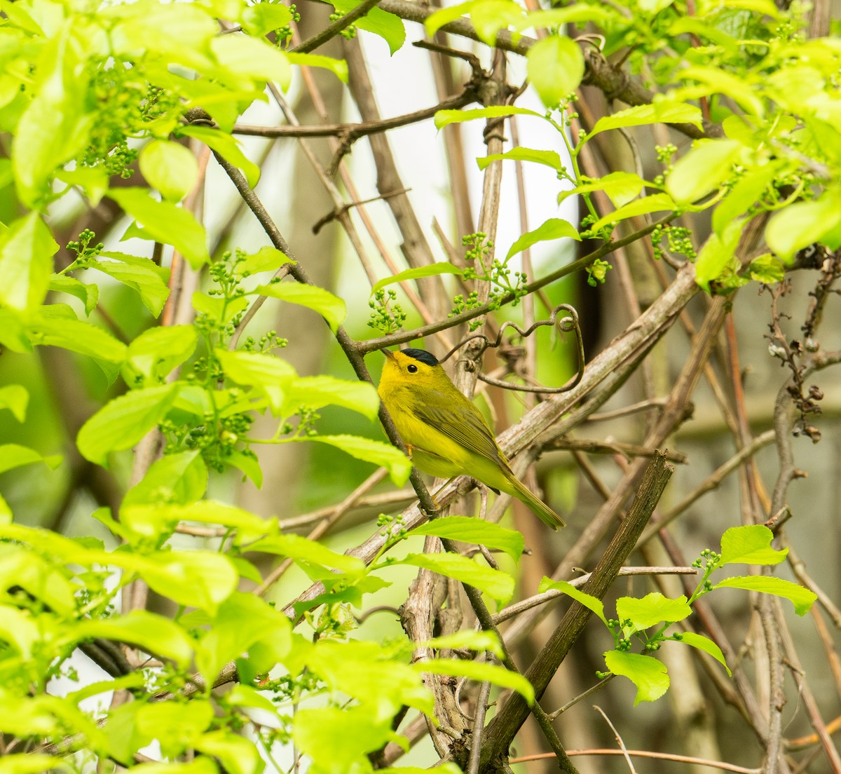 Wilson's Warbler - ML619143436