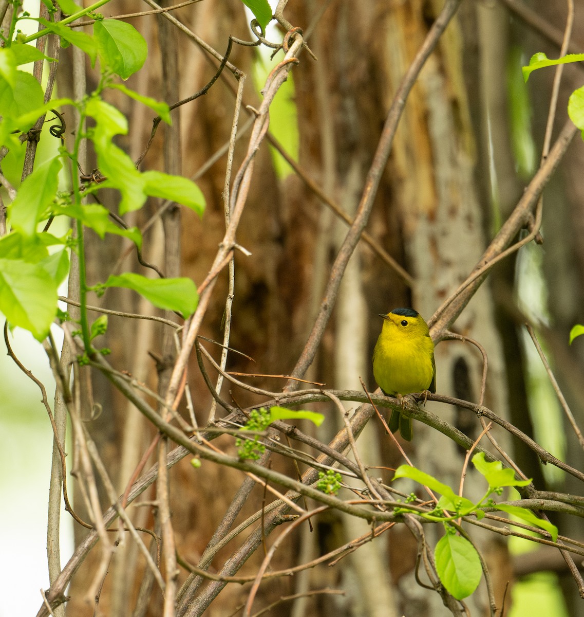 Wilson's Warbler - Brian Zylich