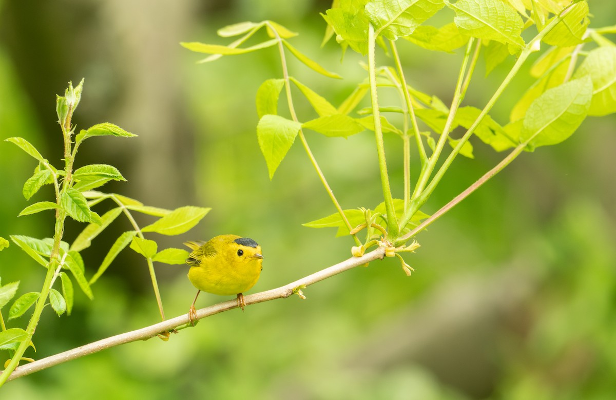 Wilson's Warbler - ML619143442