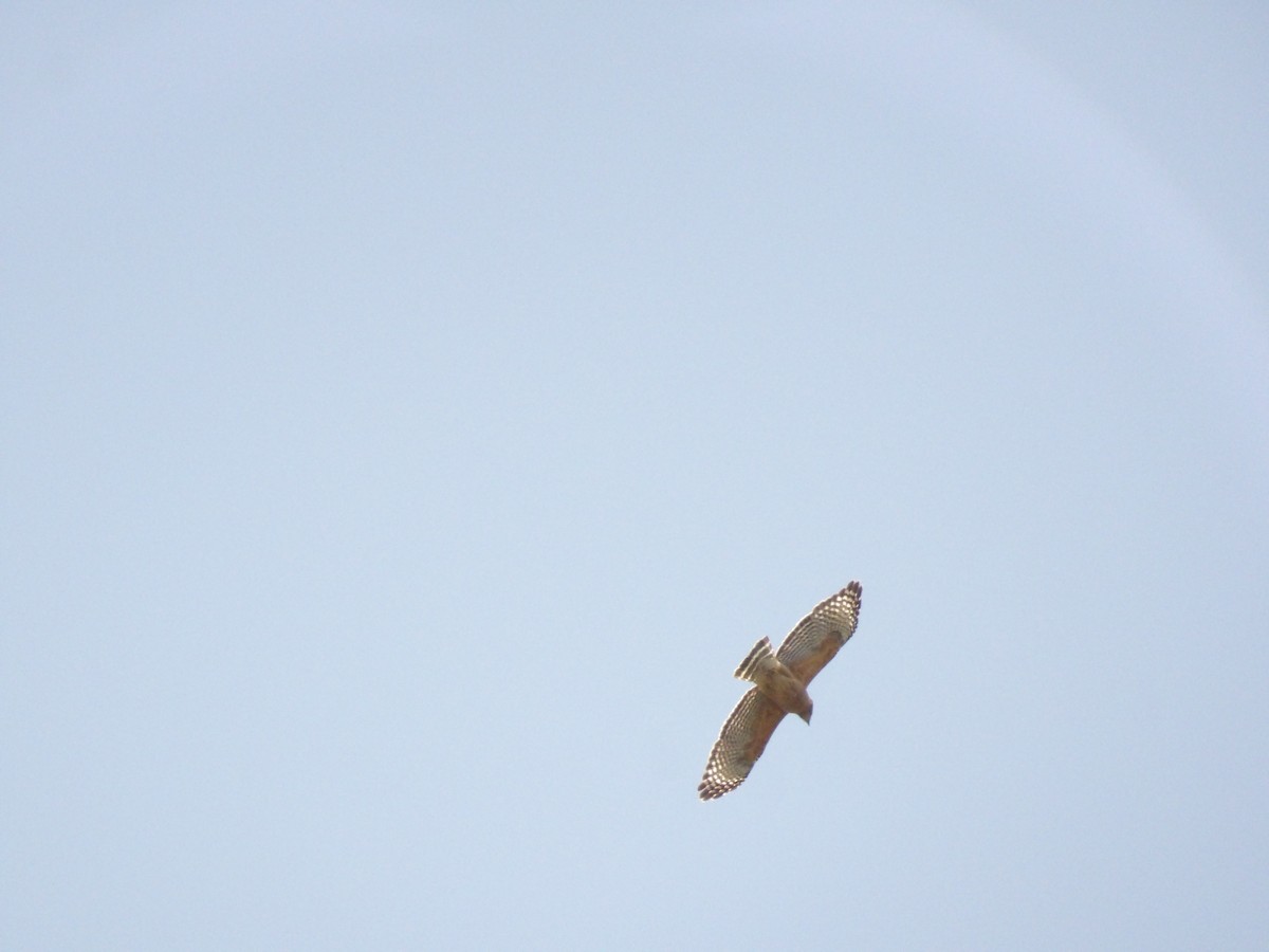 Red-shouldered Hawk - Jerhemy Lonzo