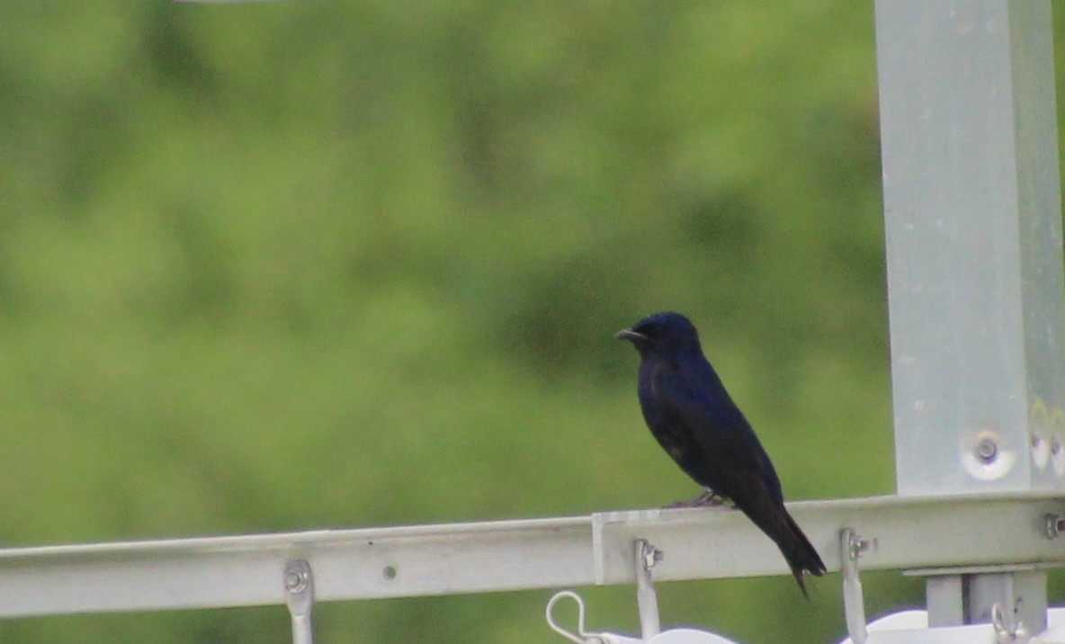 Purple Martin - ML619143469