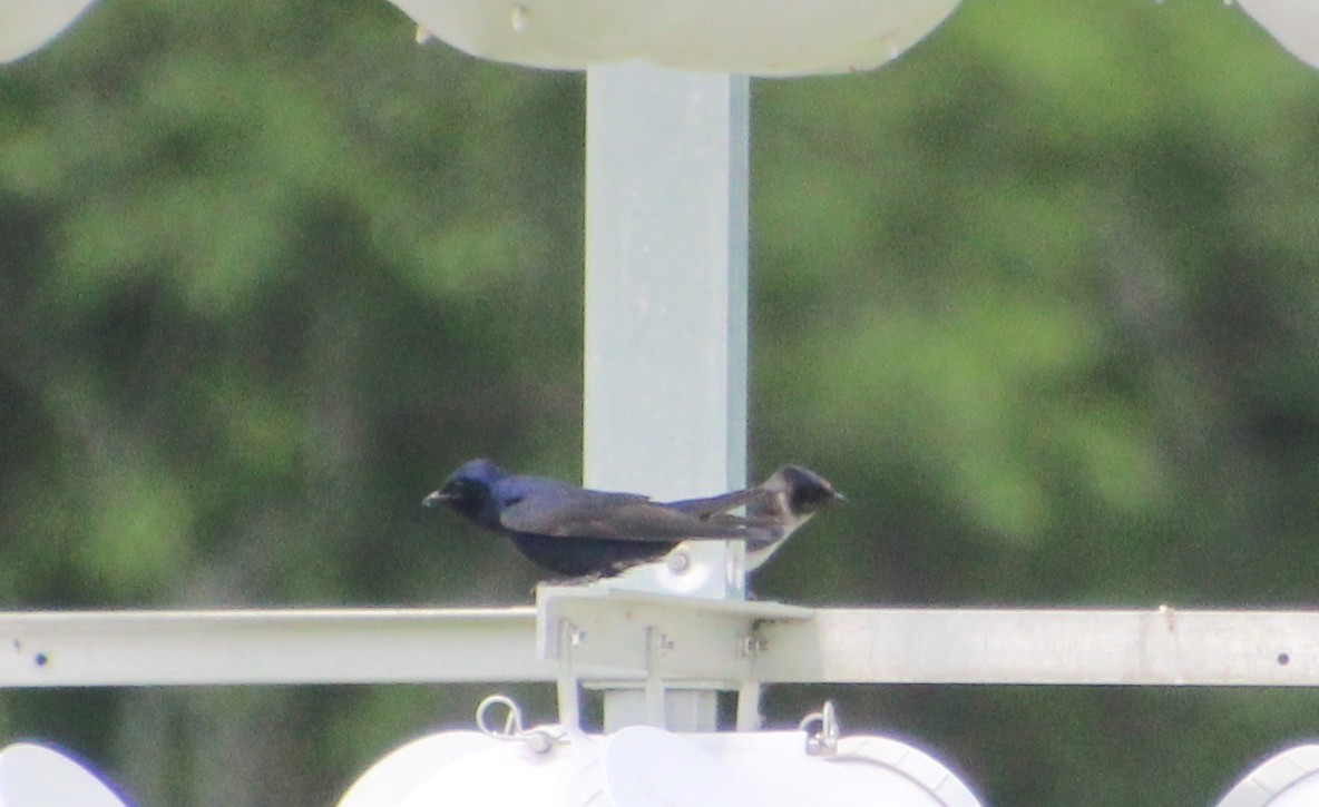 Purple Martin - ML619143470