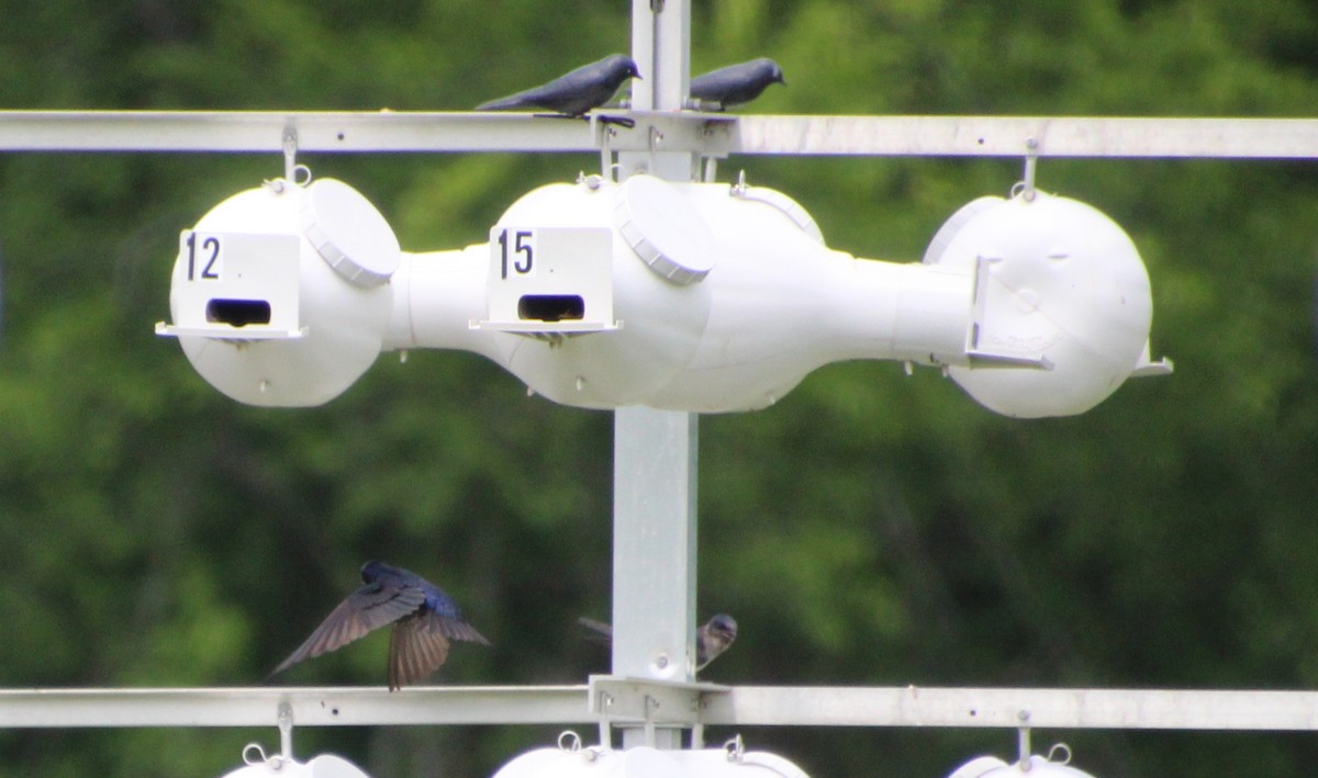 Purple Martin - ML619143472