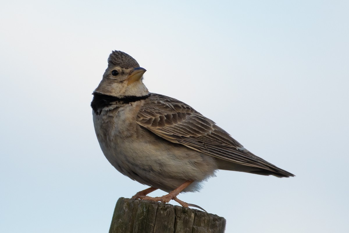 Calandra Lark - Ana Amaral