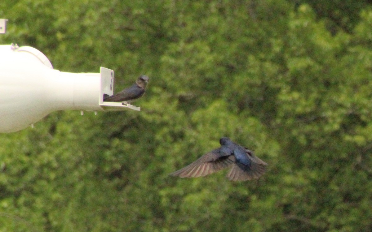 Purple Martin - ML619143479