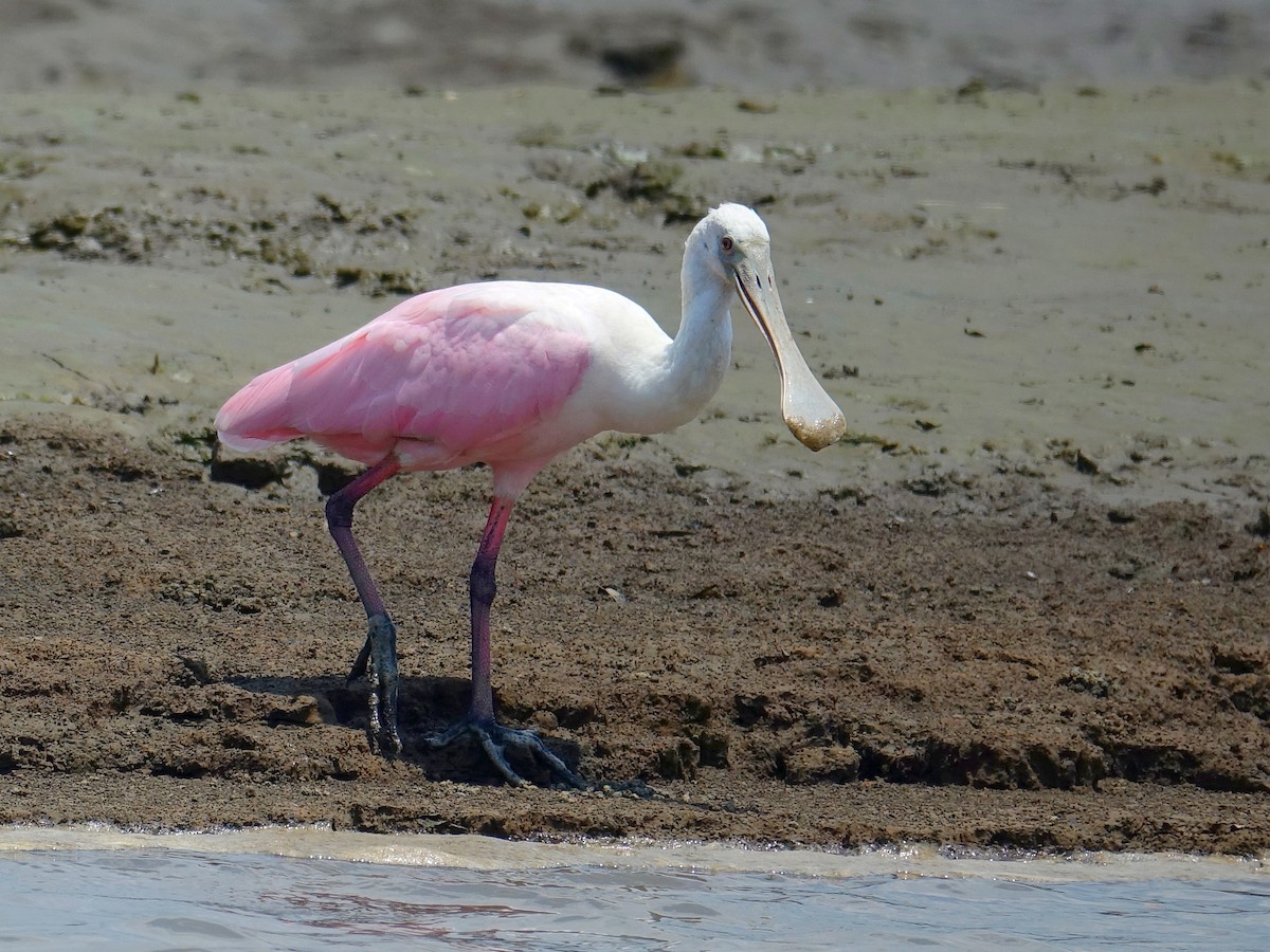 Roseate Spoonbill - Stéphane  Thomin