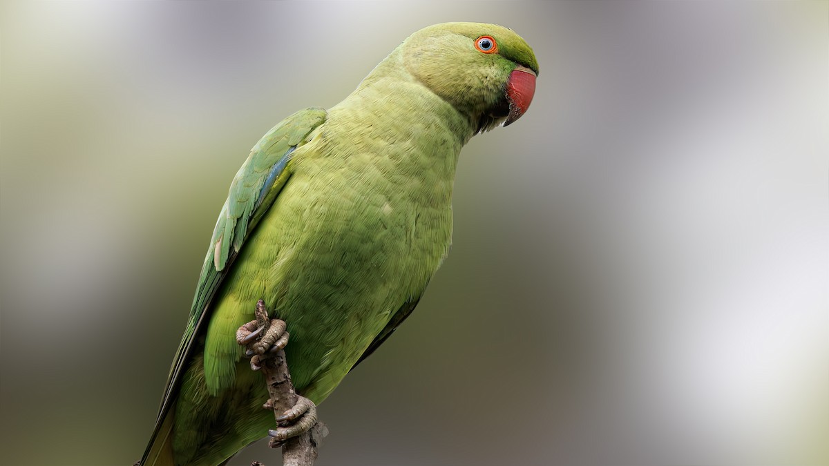Rose-ringed Parakeet - SONER SABIRLI