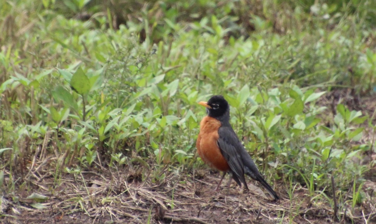 American Robin - ML619143500