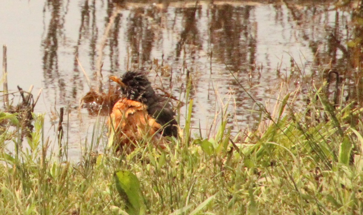 American Robin - ML619143501