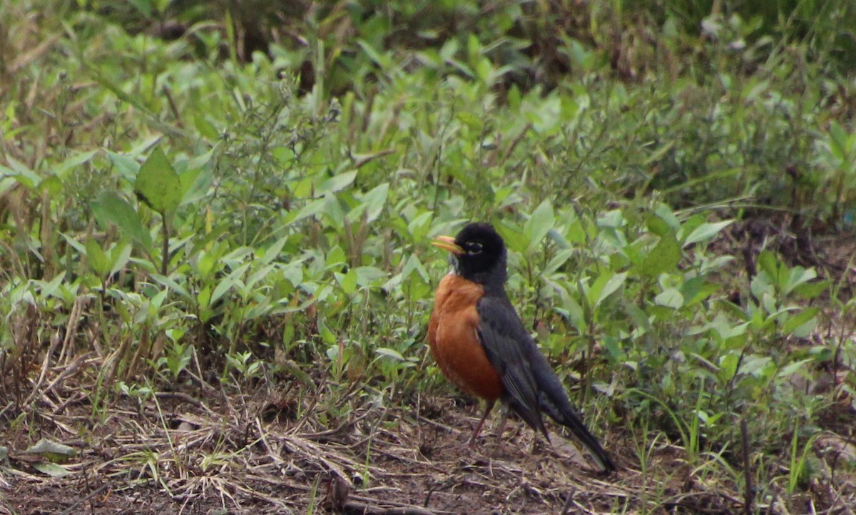 American Robin - ML619143502