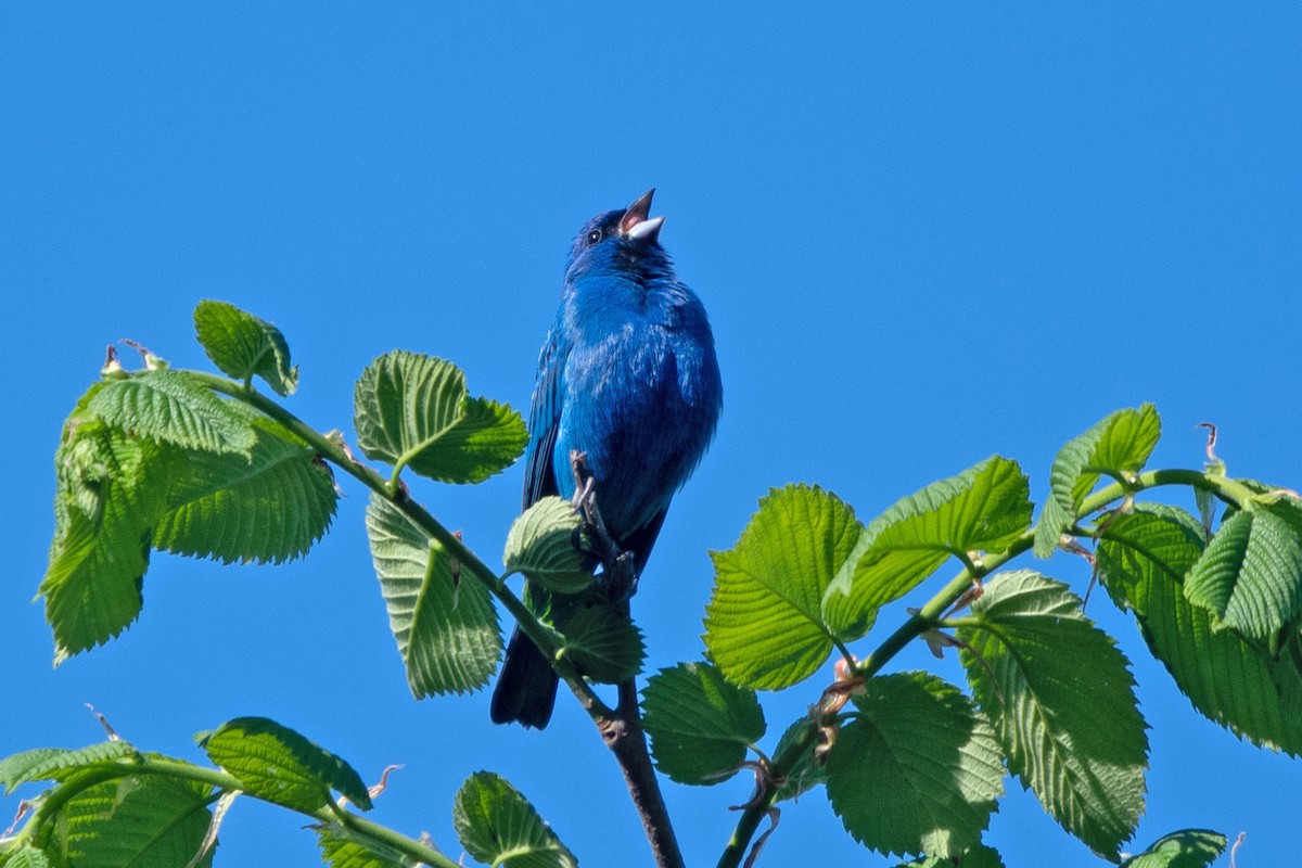 Indigo Bunting - Allen Chartier