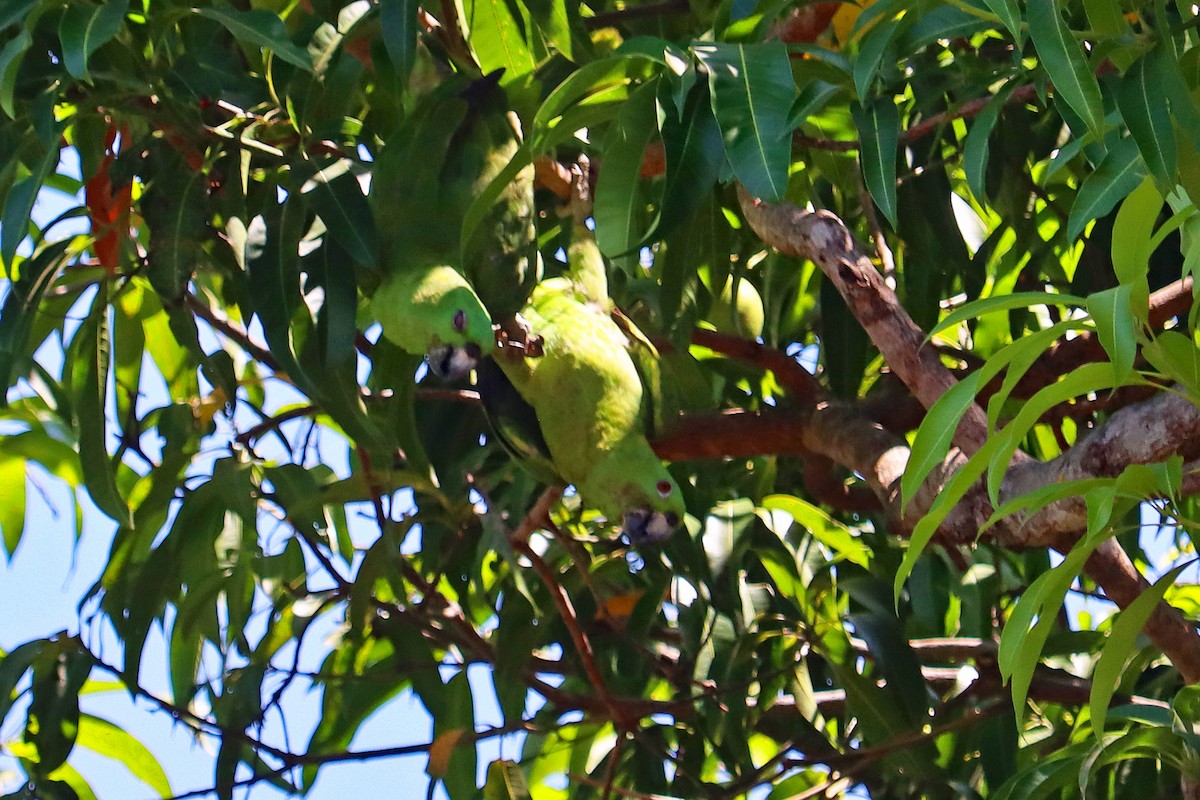 キエリボウシインコ - ML619143516