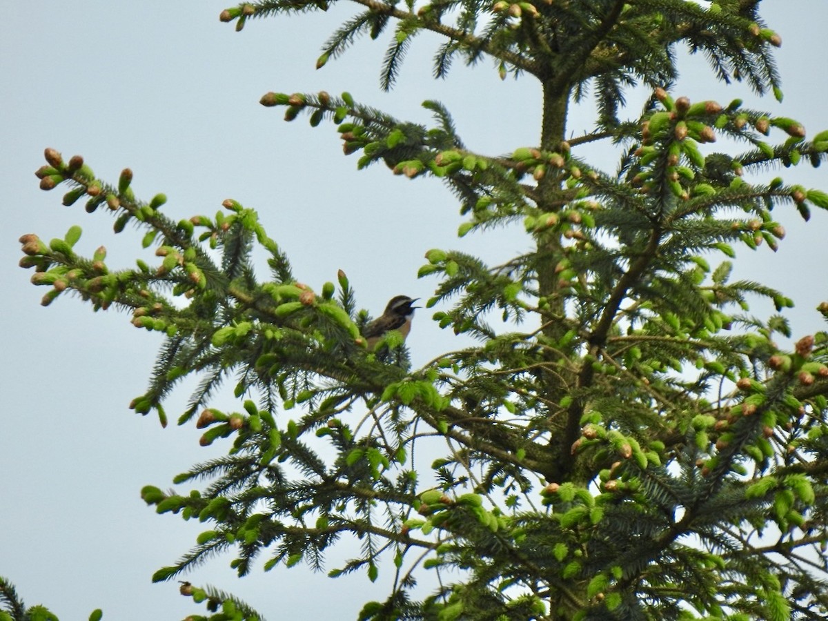 Whinchat - Stephen Bailey