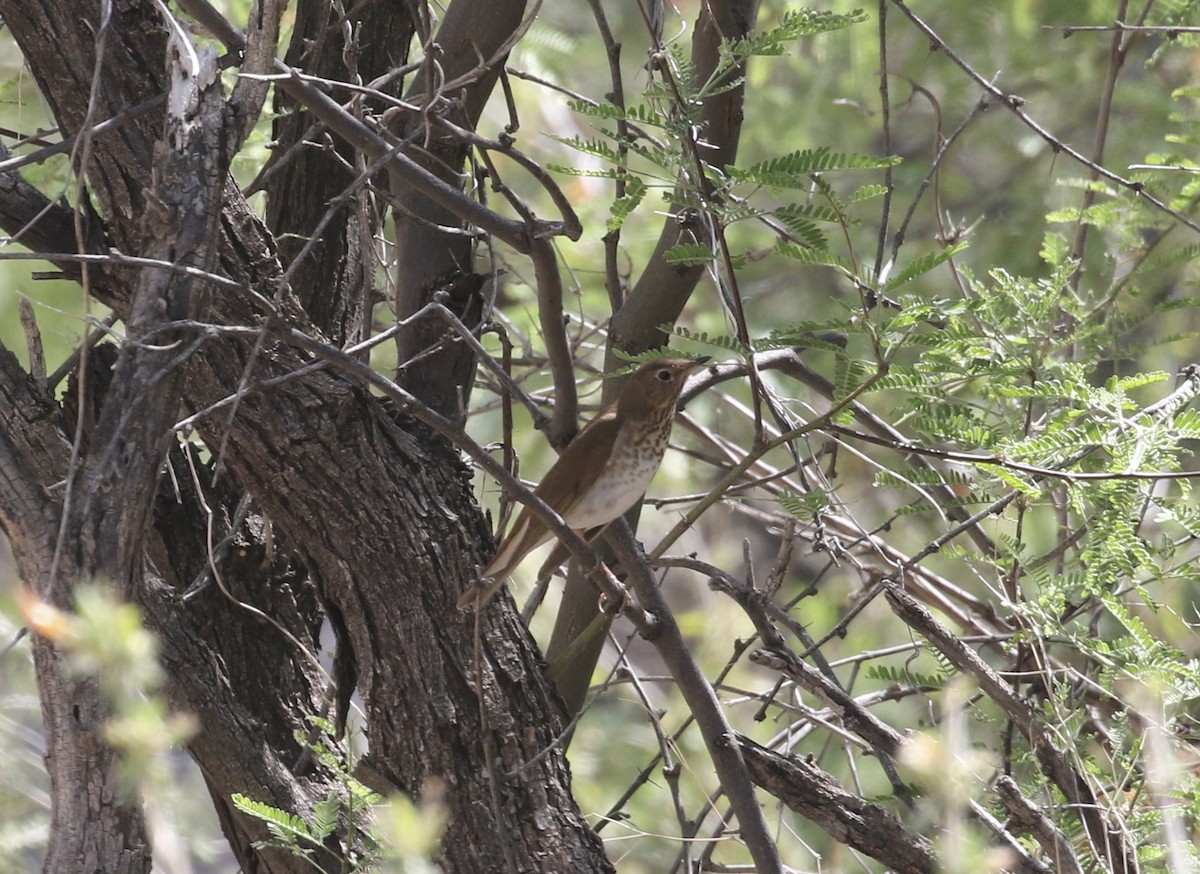 Swainson's Thrush - Mary Backus