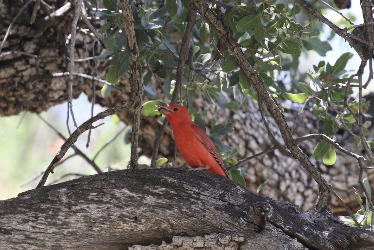 Summer Tanager - Mary Backus