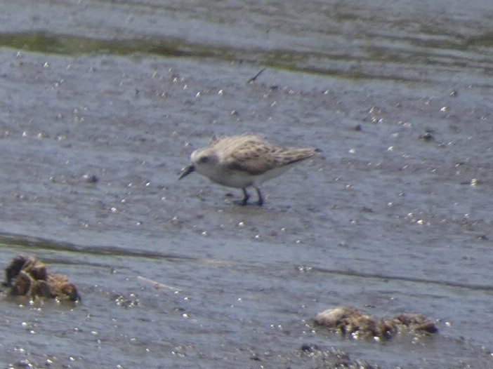 Semipalmated Sandpiper - Jayden Schirle