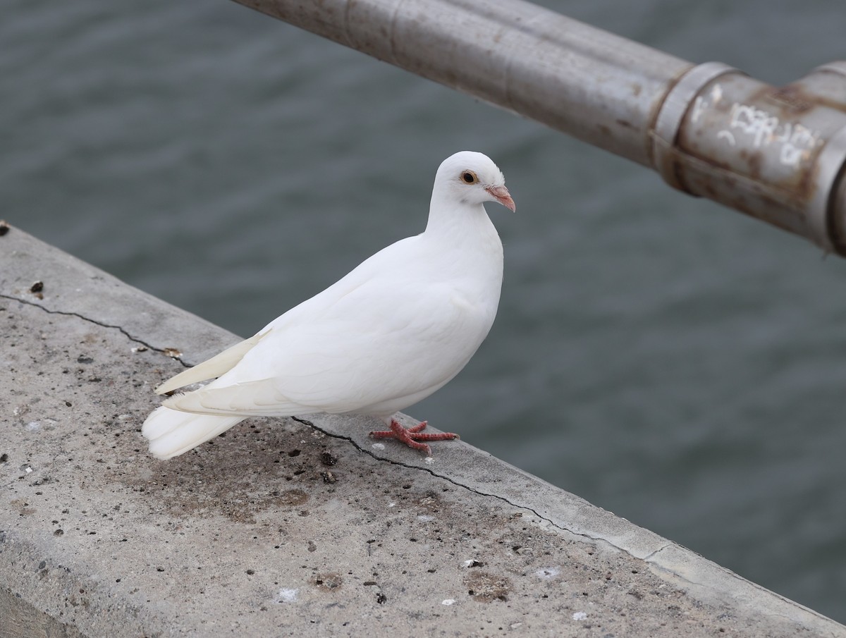 Rock Pigeon (Feral Pigeon) - ML619143536