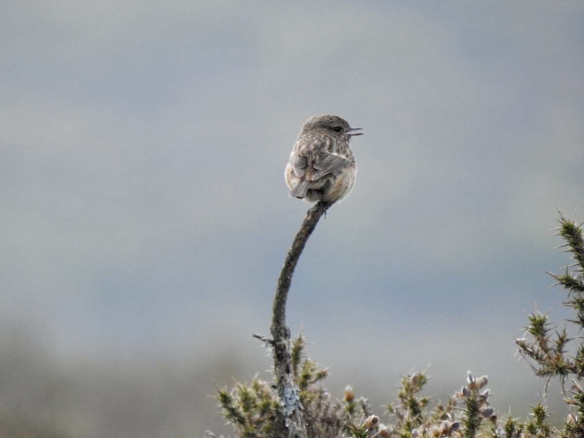 European Stonechat - Stephen Bailey