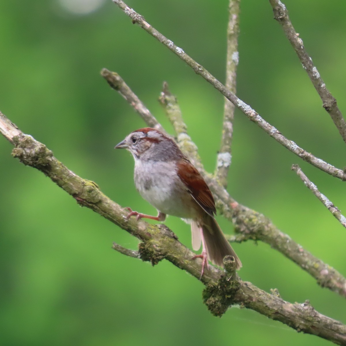 Swamp Sparrow - Mackenzie Goldthwait