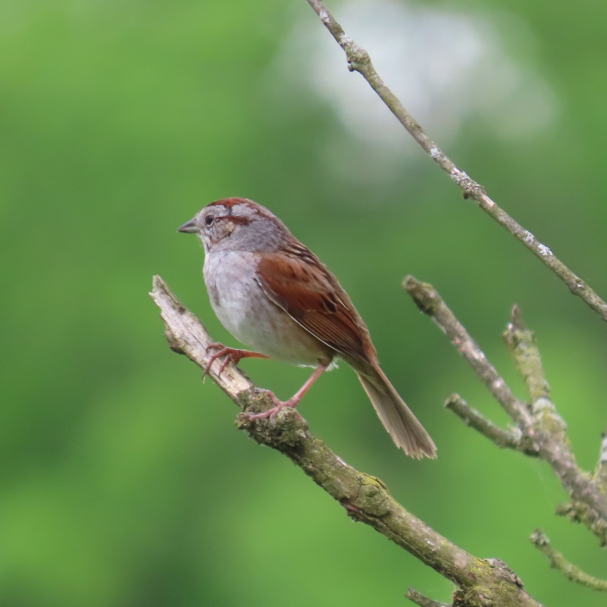 Swamp Sparrow - Mackenzie Goldthwait