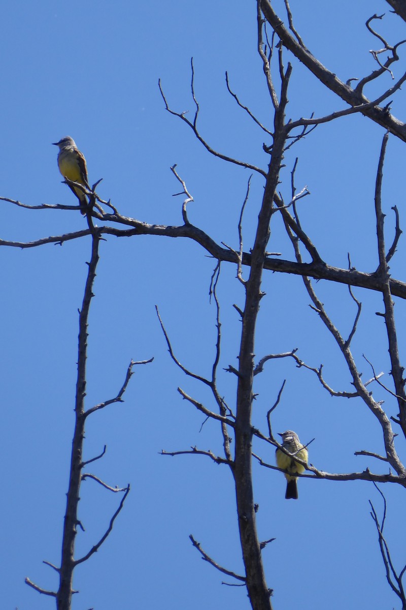 Western Kingbird - ML619143558