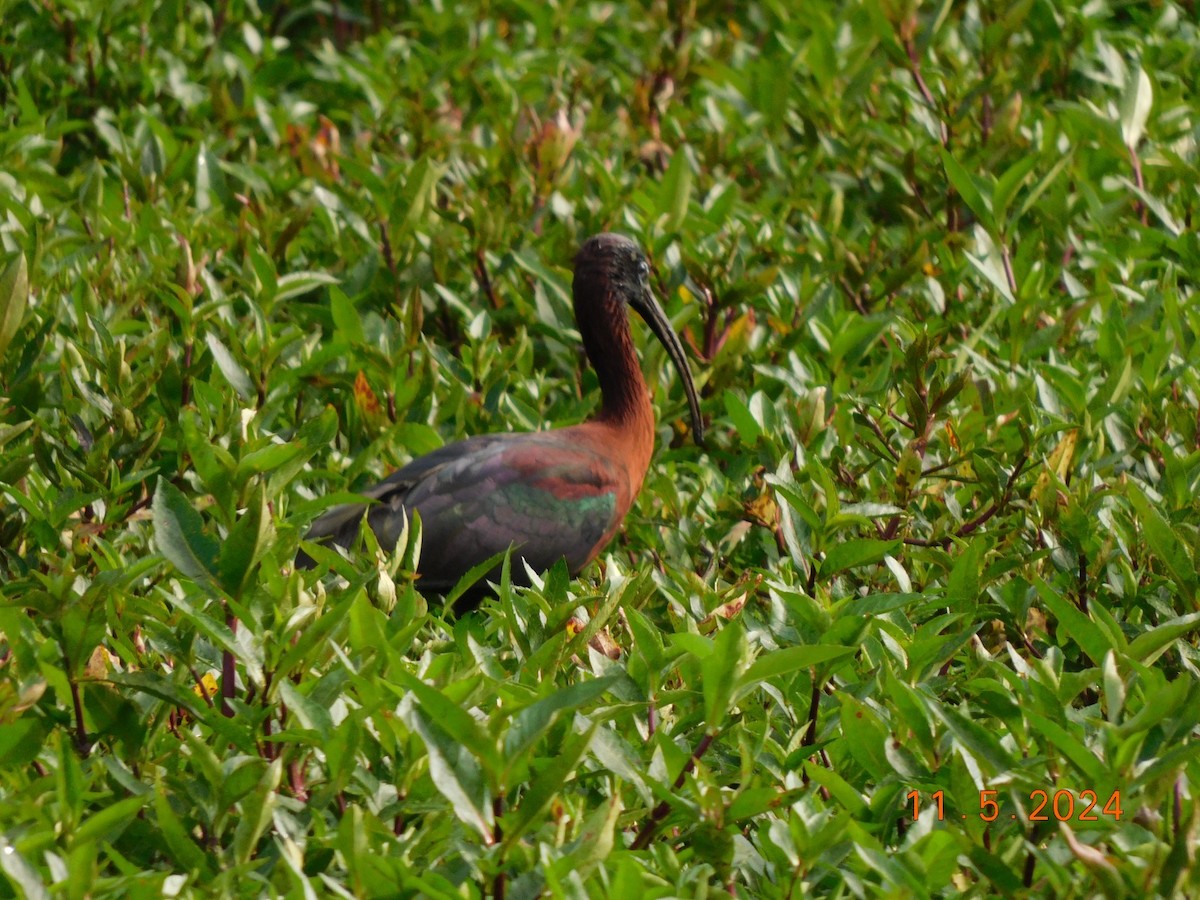 ibis hnědý - ML619143560