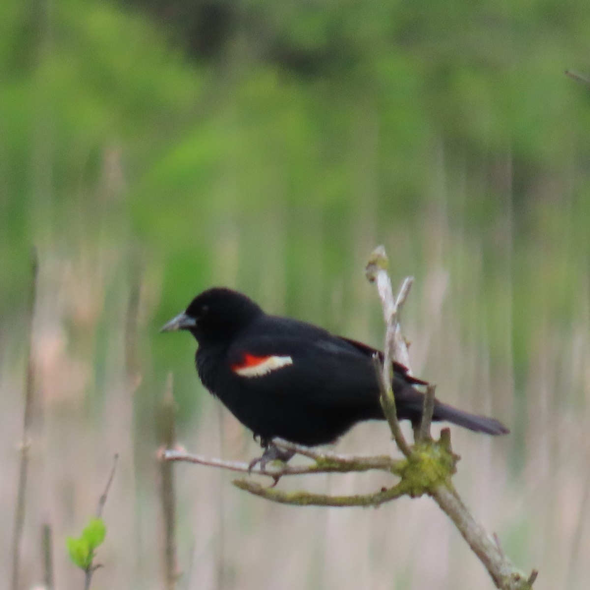 Red-winged Blackbird - Mackenzie Goldthwait