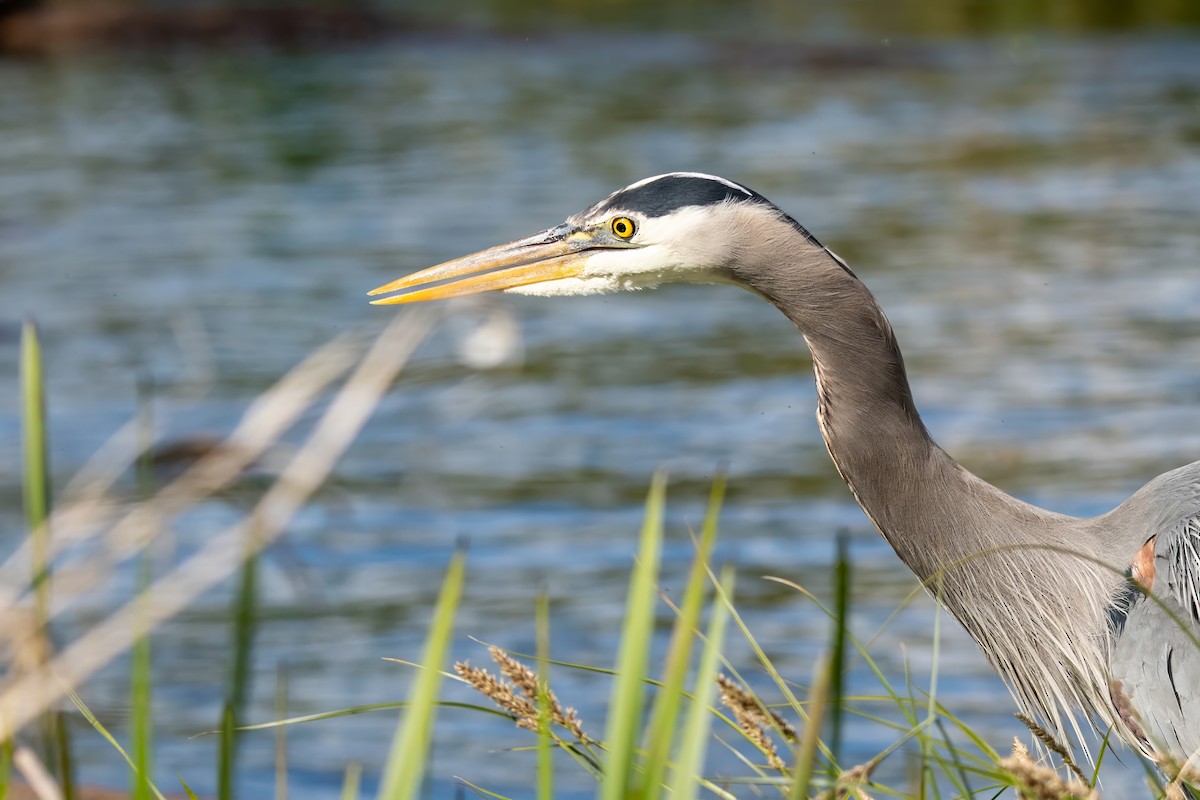 Great Blue Heron - Dominic More O’Ferrall