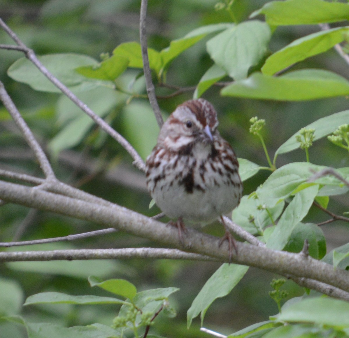 Song Sparrow - Tim Hughes