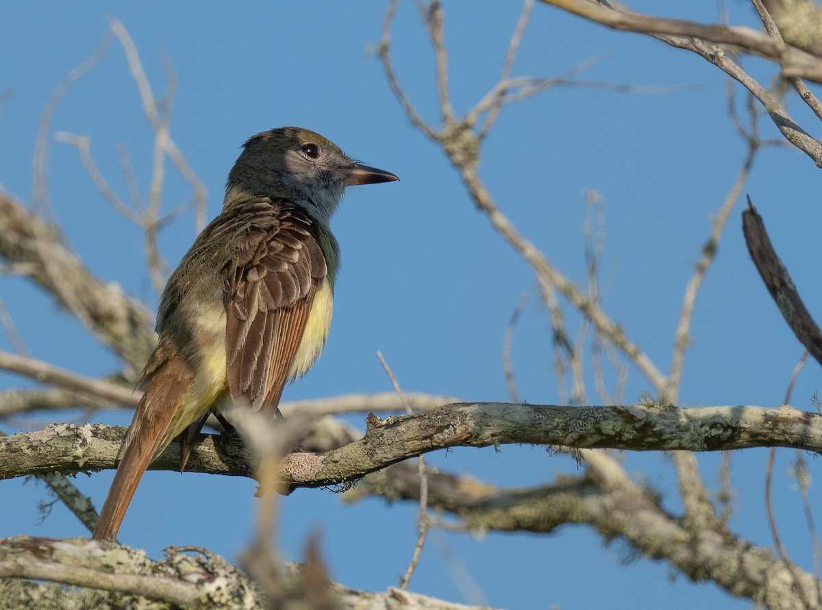 Great Crested Flycatcher - Bonnie Tate