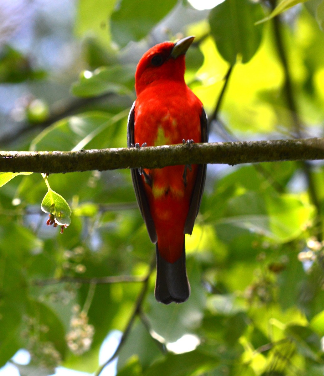 Scarlet Tanager - Tim Hughes