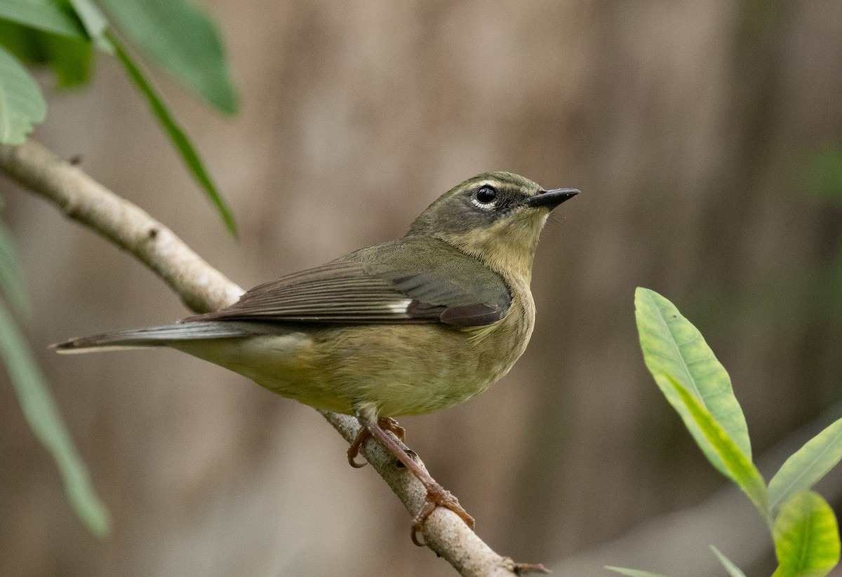 Black-throated Blue Warbler - Bonnie Tate