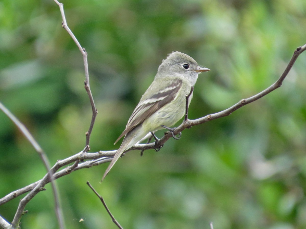 Hammond's Flycatcher - Jasmine Kay