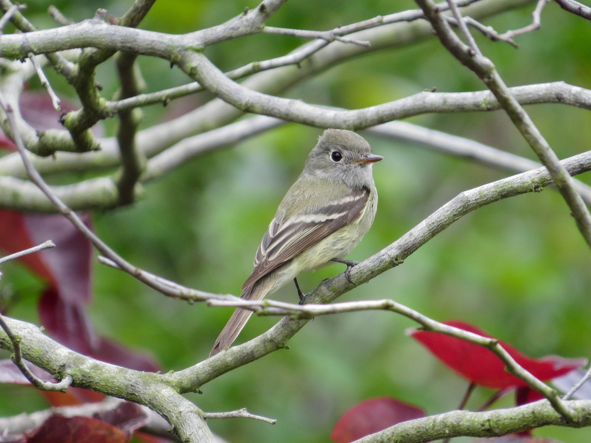 Hammond's Flycatcher - ML619143600