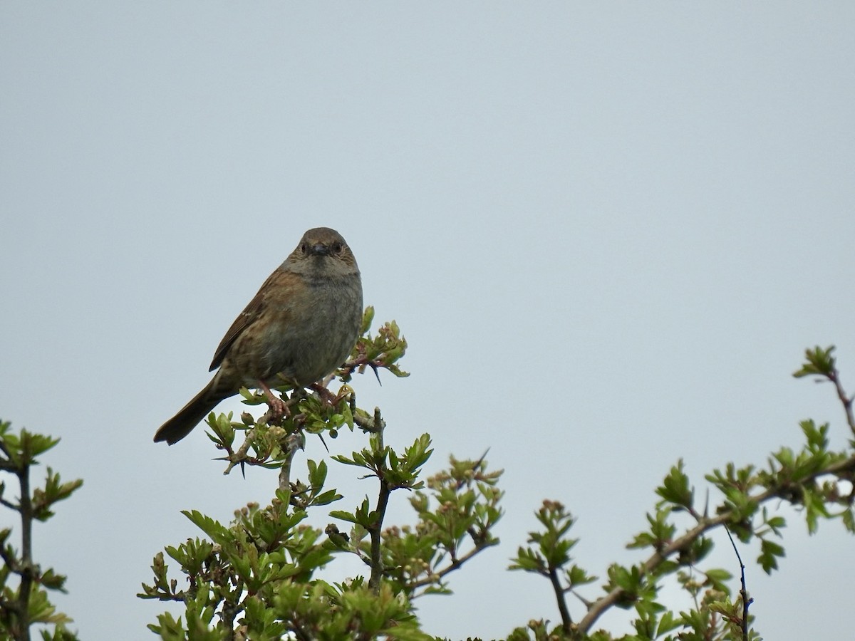 Dunnock - Stephen Bailey