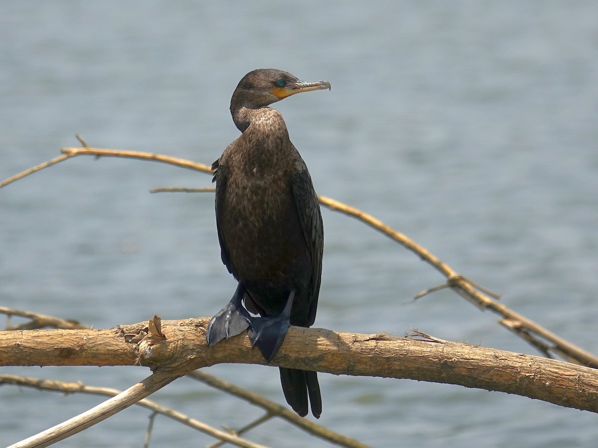 Neotropic Cormorant - Stéphane  Thomin