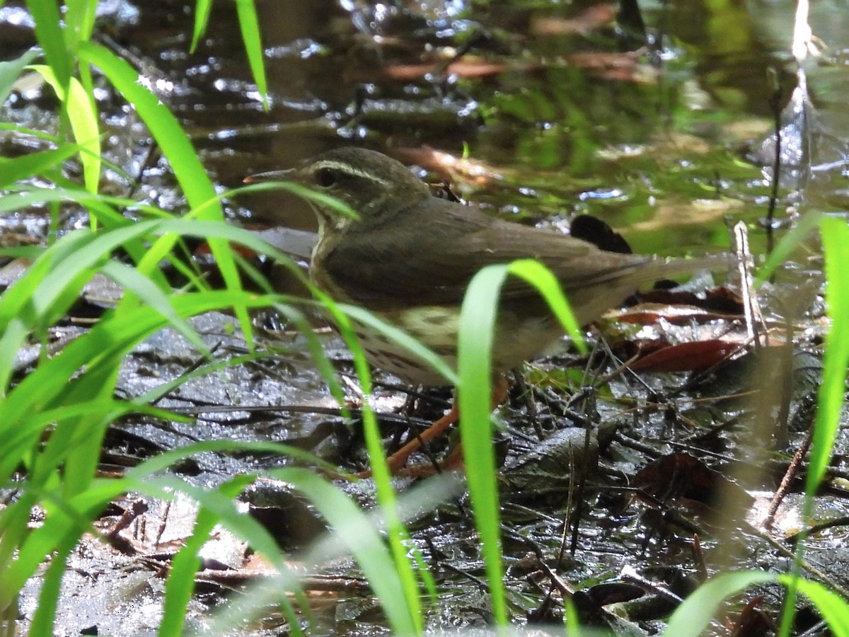 Louisiana Waterthrush - Rose Ryan