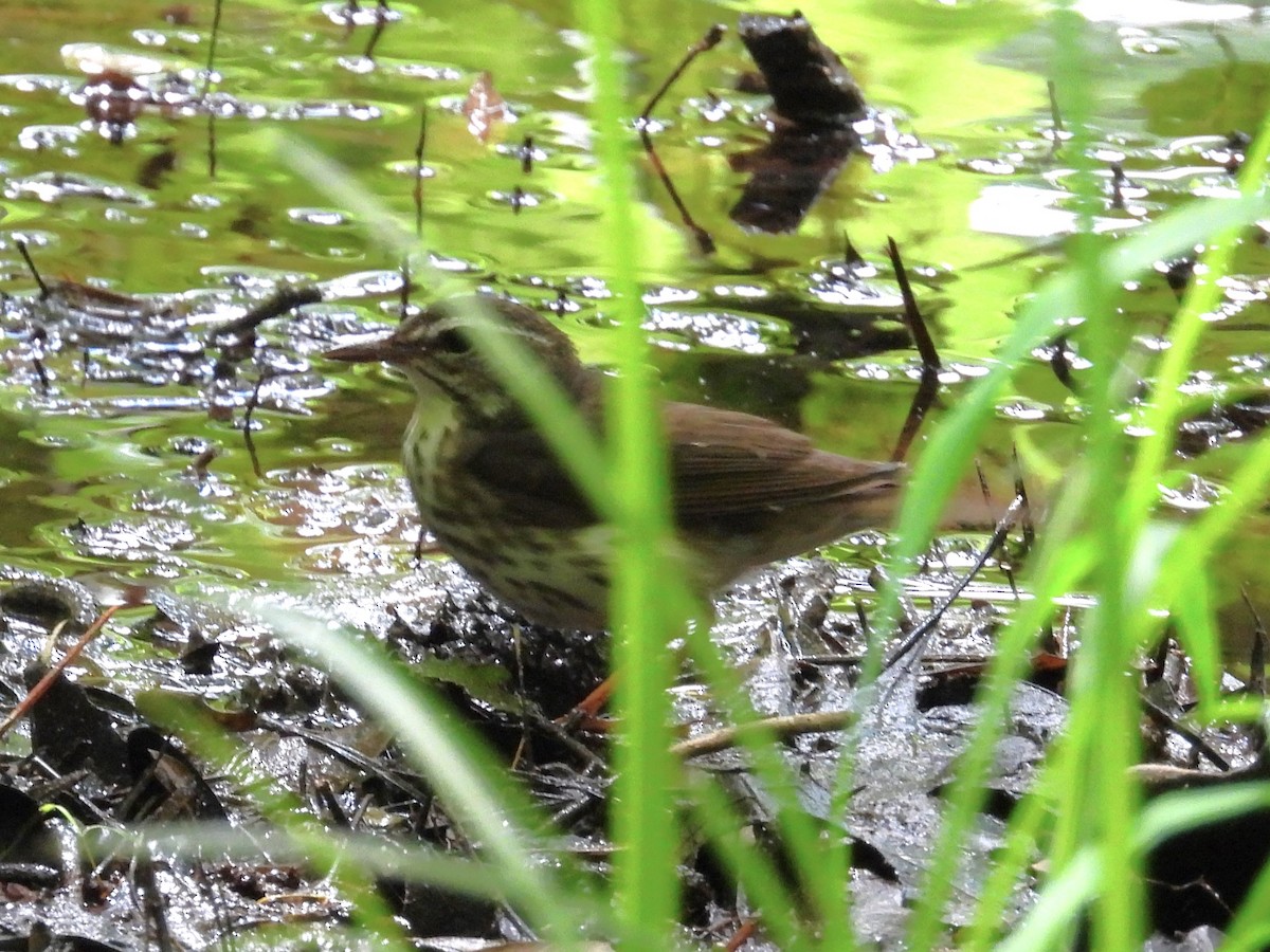 Louisiana Waterthrush - Rose Ryan