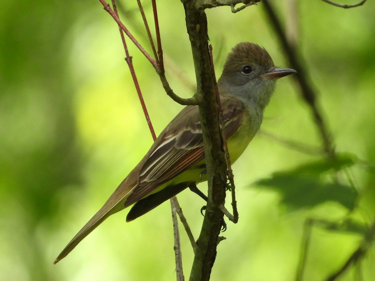 Great Crested Flycatcher - Mike Cianciosi