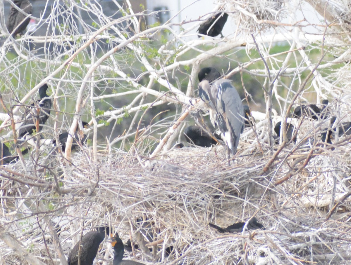 Great Blue Heron (Great Blue) - Robert Tonge