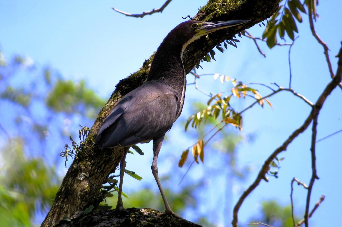 Rufescent Tiger-Heron - André Tostes Tostes