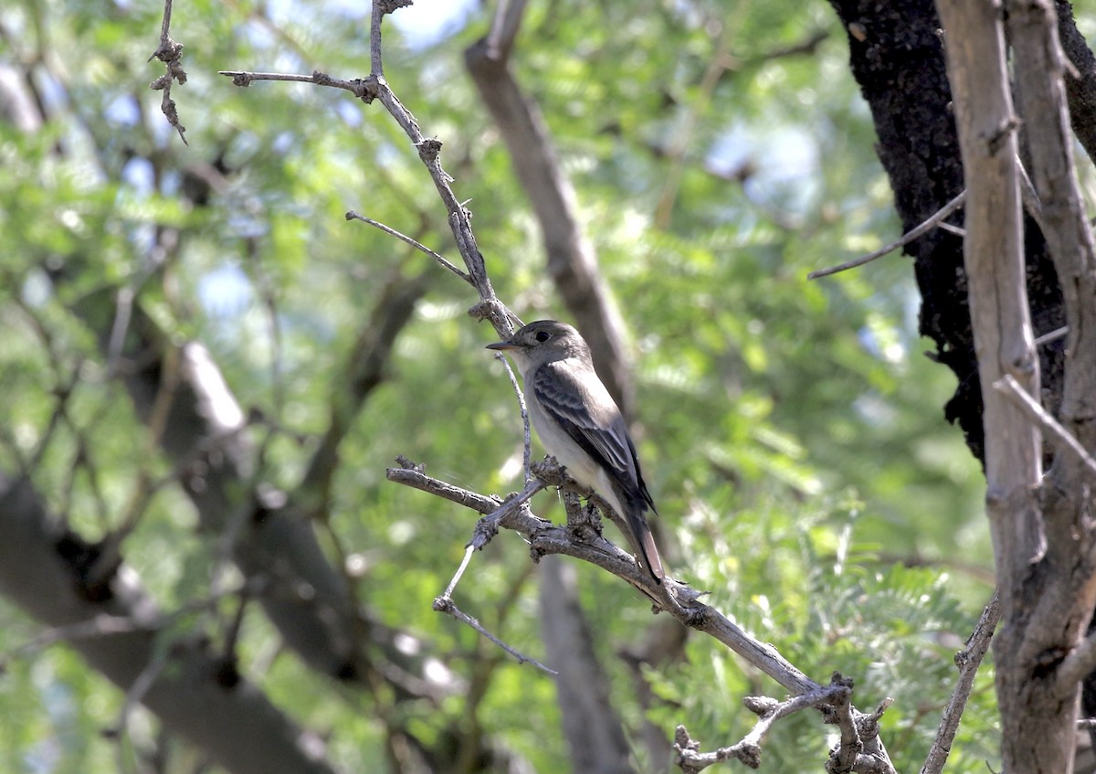 Western Wood-Pewee - Mary Backus