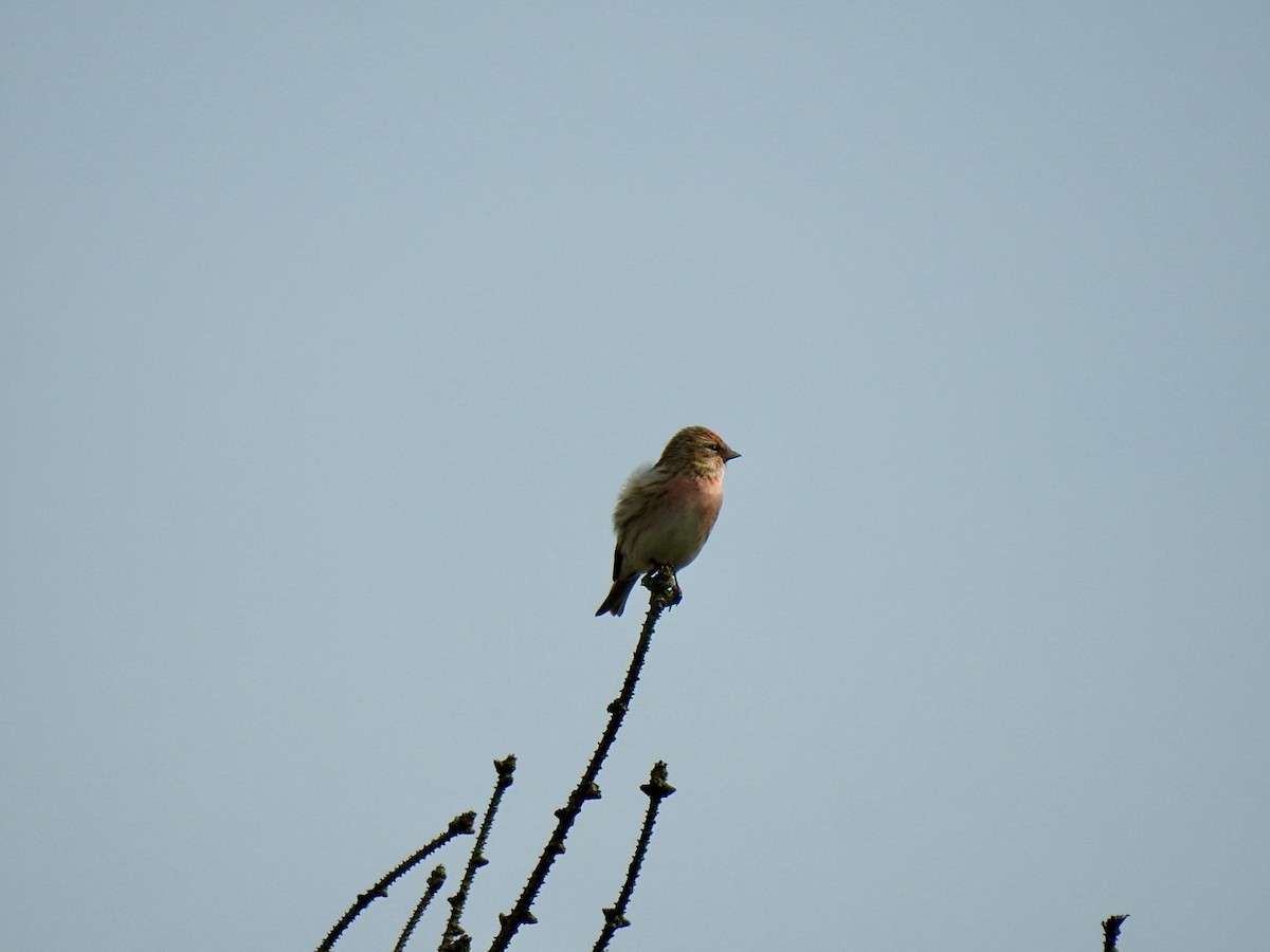 Lesser Redpoll - Stephen Bailey