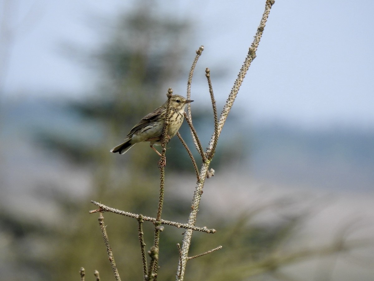 Meadow Pipit - Stephen Bailey