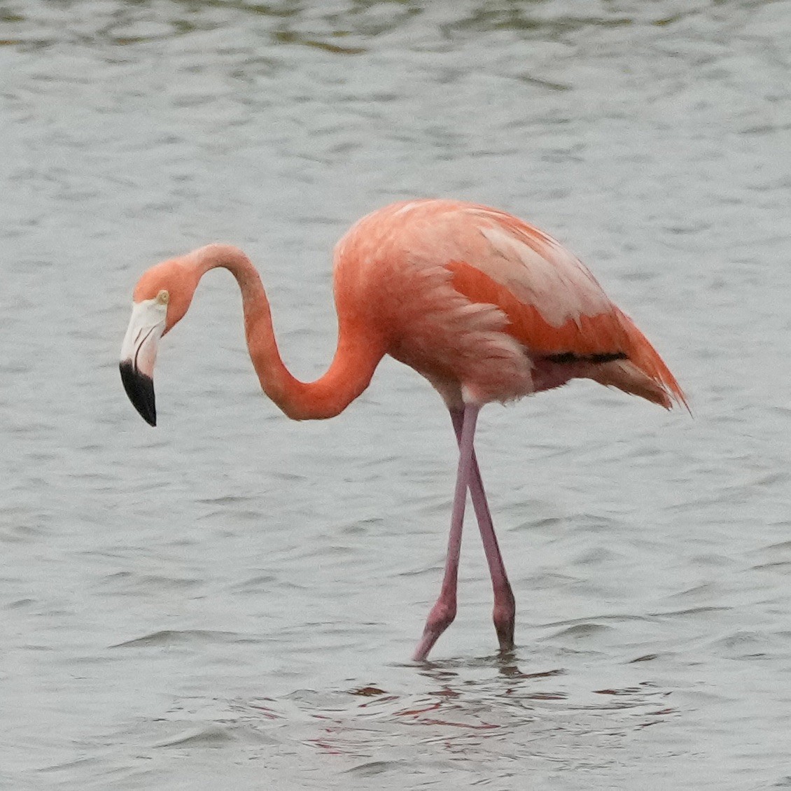 American Flamingo - Charlene Fan