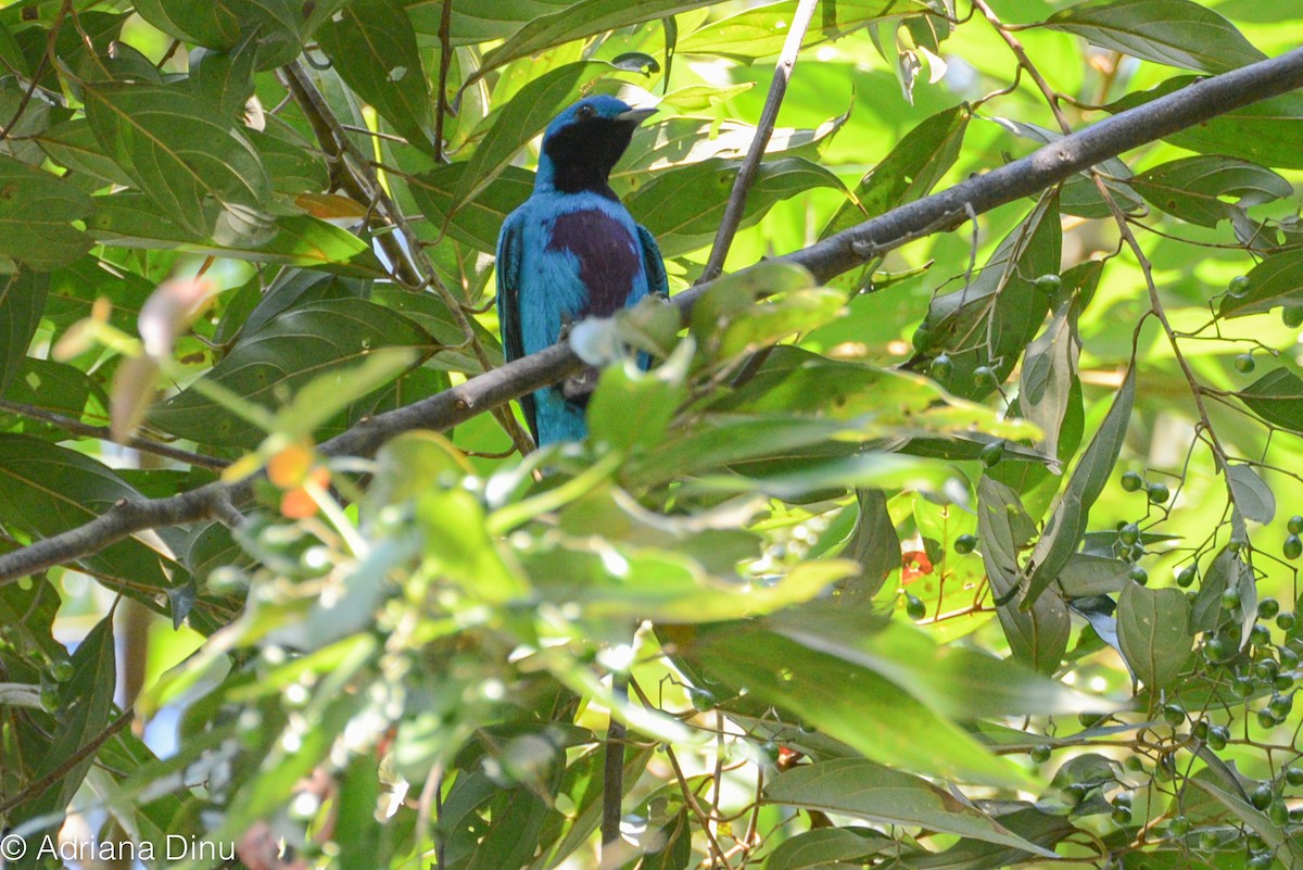 Cotinga céleste - ML619143669