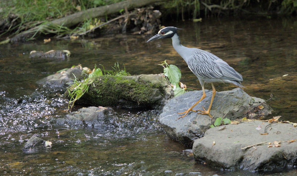 Квак чорногорлий - ML619143675