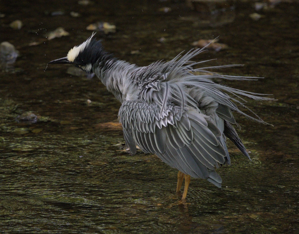 Yellow-crowned Night Heron - ML619143676