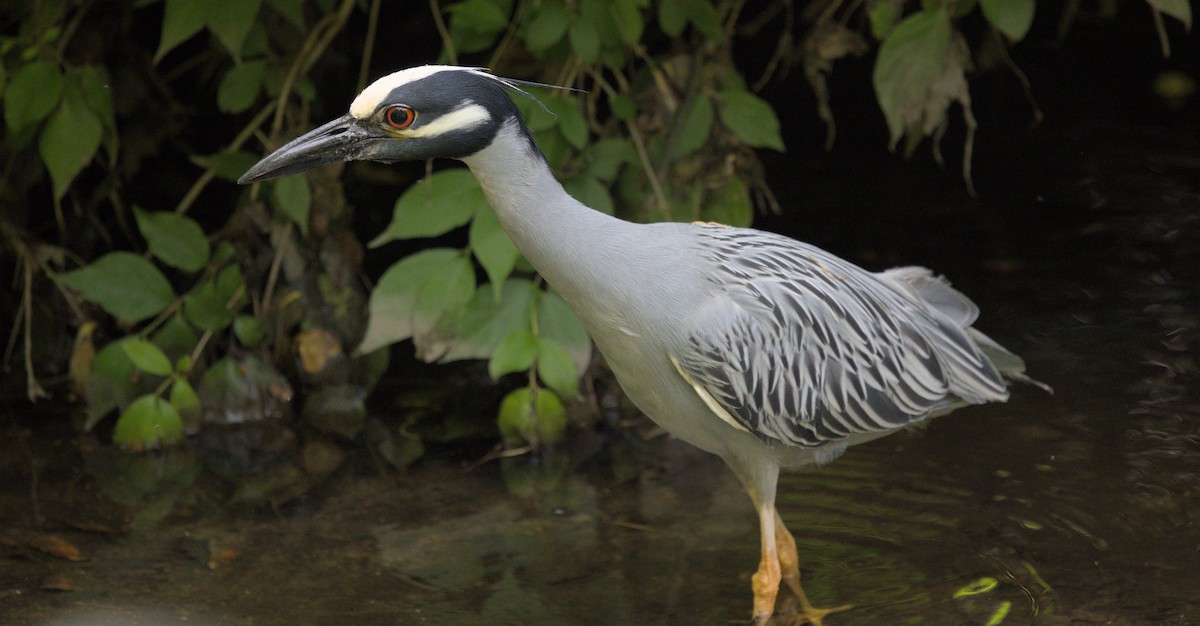 Квак чорногорлий - ML619143677